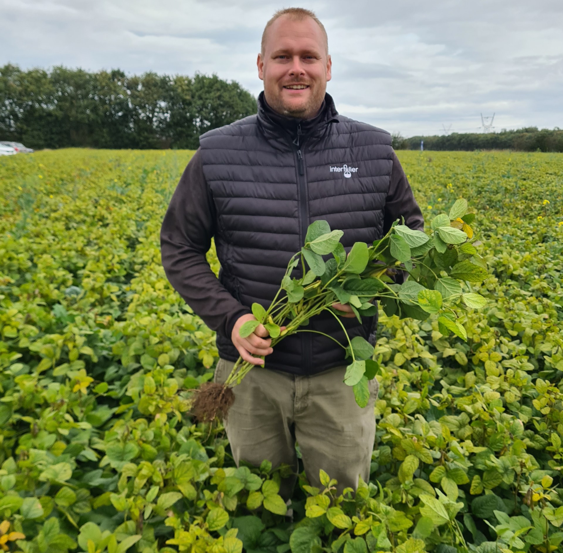 Soja: Dansk landbrugs nye proteinkilde